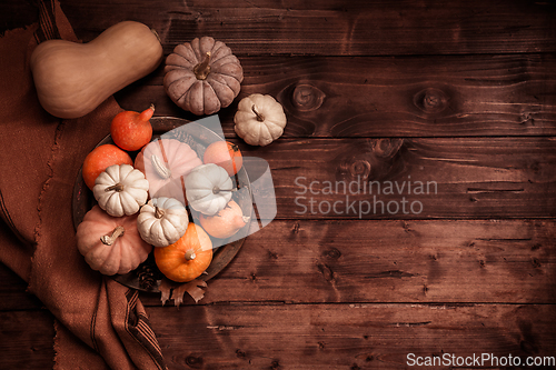 Image of Autumn still life with assorted pumpkins on wooden surface with copy space