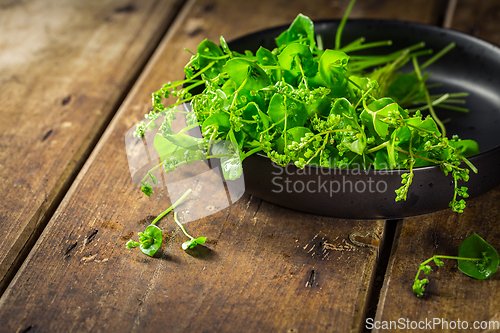 Image of Organic Winter Purslane prepared for salad