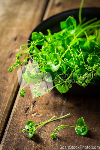 Image of Organic Winter Purslane prepared for salad