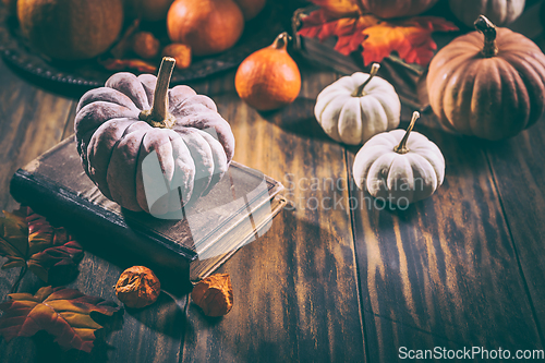 Image of Rustic autumn still life with different pumpkins on wooden surface in vintage style