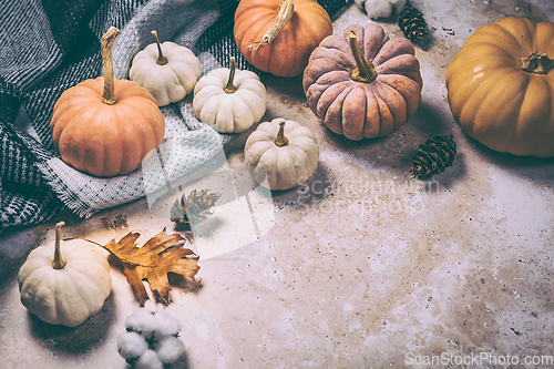 Image of Happy Thanksgiving concept. Autumn composition with ripe pumpkins, fallen leaves, dry flowers, blanket 