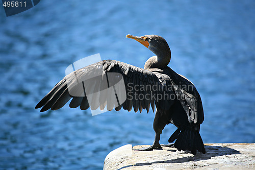 Image of cormorant with extended wing