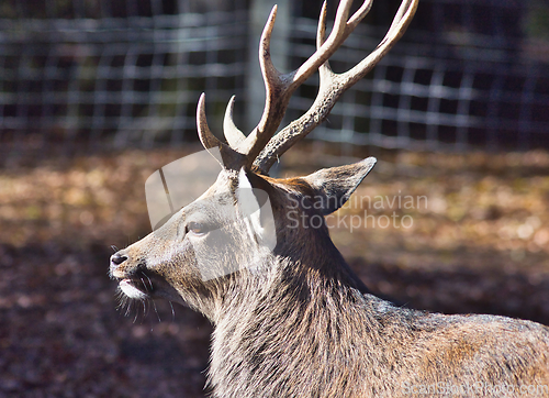 Image of Roe deer (Capreolus capreolus) in the autumn