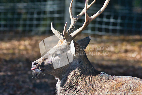 Image of Roe deer (Capreolus capreolus) in the autumn