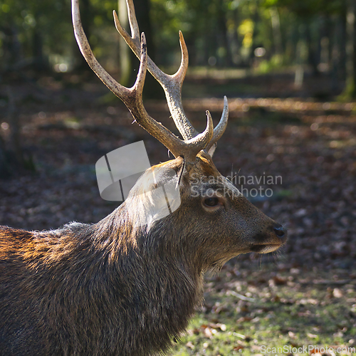 Image of Roe deer (Capreolus capreolus) in the autumn