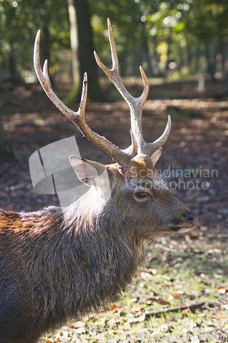 Image of Roe deer (Capreolus capreolus) in the autumn