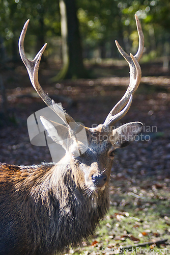 Image of Roe deer (Capreolus capreolus) in the autumn