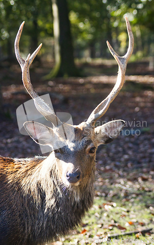 Image of Roe deer (Capreolus capreolus) in the autumn