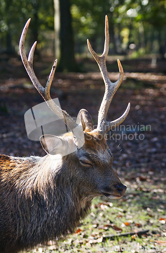 Image of Roe deer (Capreolus capreolus) in the autumn