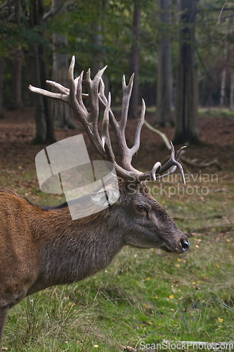 Image of Roe deer (Capreolus capreolus) in the autumn