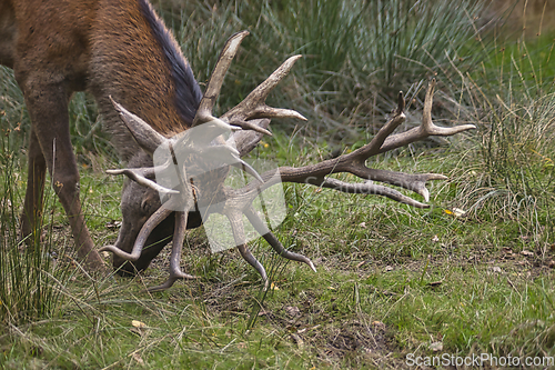 Image of Roe deer (Capreolus capreolus) in the autumn