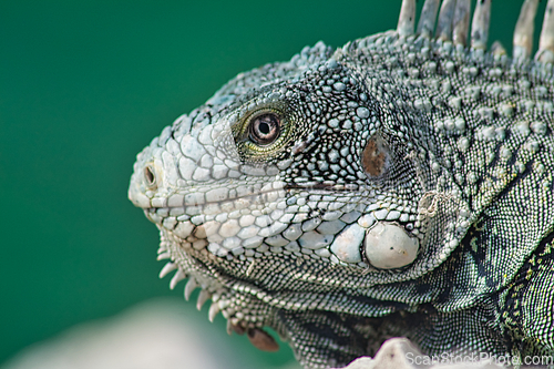 Image of Green iguana