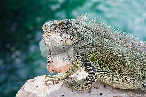 Image of Green iguana