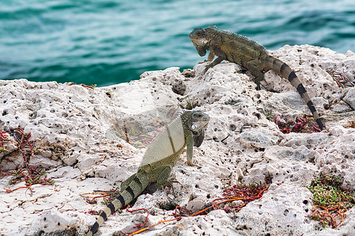 Image of Green iguana