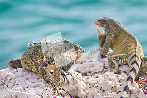 Image of Green iguana