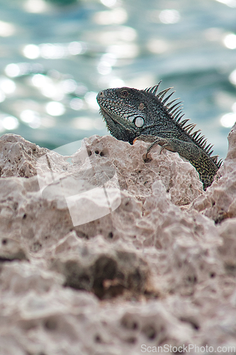 Image of Green iguana