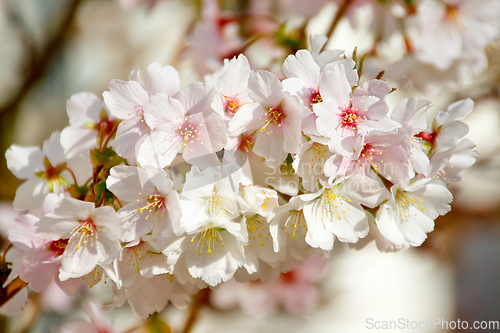 Image of Cherry blossom in March