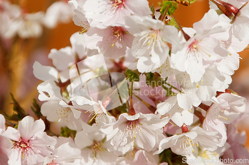 Image of Cherry blossom in March