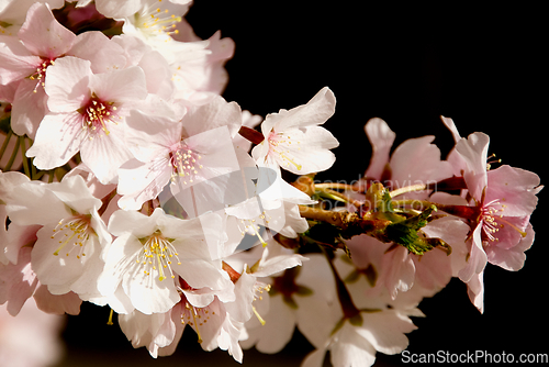 Image of Cherry blossom in March