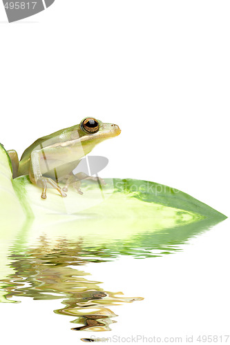 Image of green tree frog reflection