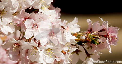 Image of Cherry blossom in March