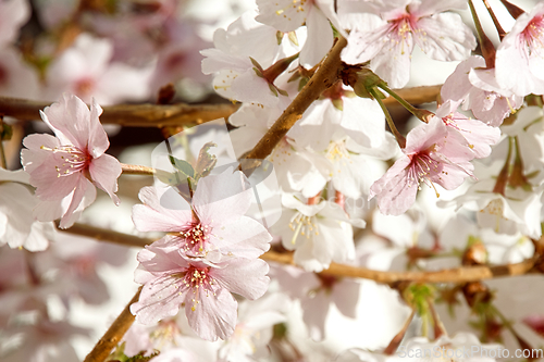 Image of Cherry blossom in March