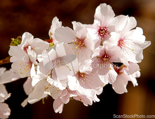 Image of Cherry blossom in March