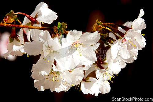 Image of Cherry blossom in March