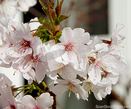 Image of Cherry blossom in March