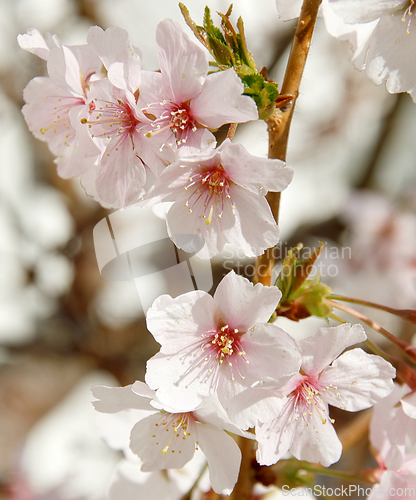 Image of Cherry blossom in March