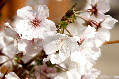 Image of Cherry blossom in March