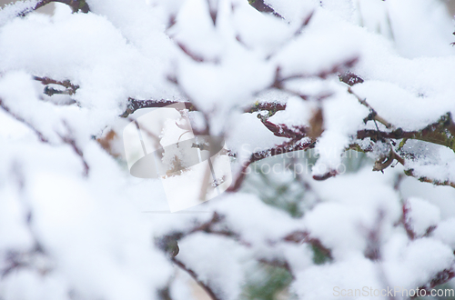 Image of Japanese Acer In Snow