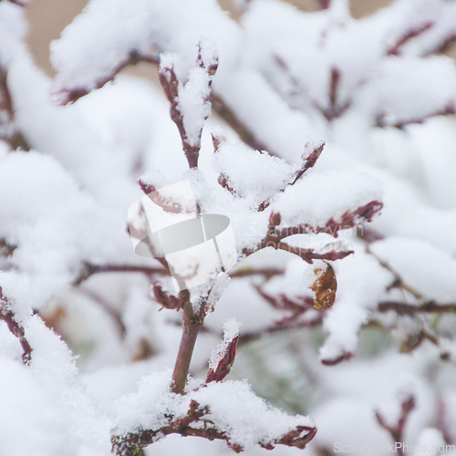Image of Japanese Acer In Snow