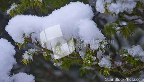 Image of Japanese Acer In Snow