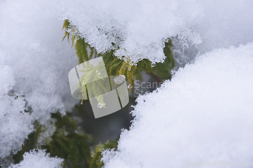 Image of Japanese Acer In Snow