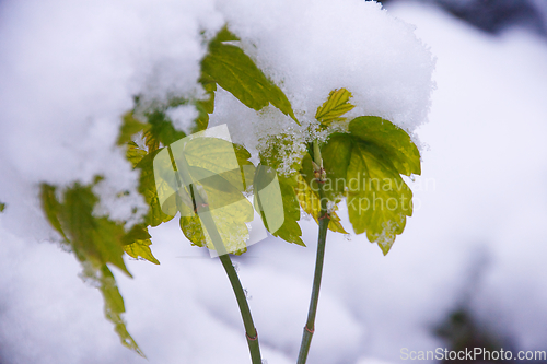 Image of Ash Maple In Snow