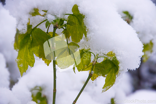 Image of Ash Maple In Snow