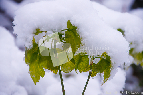 Image of Ash Maple In Snow