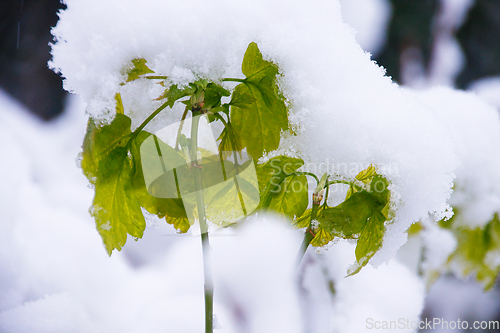 Image of Ash Maple In Snow