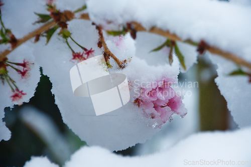 Image of Japanese Cherry In Snow