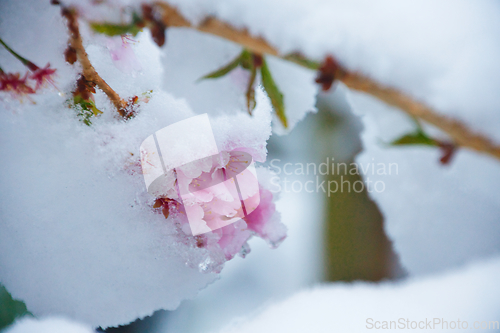Image of Japanese Cherry In Snow