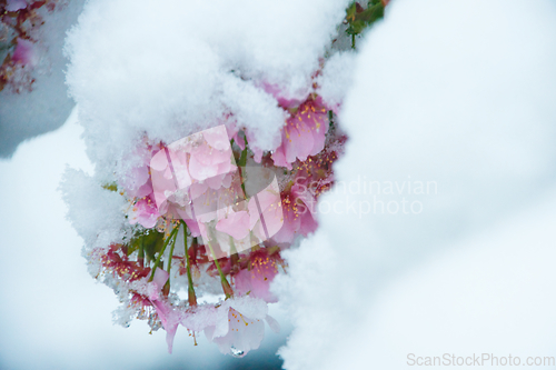 Image of Japanese Cherry In Snow