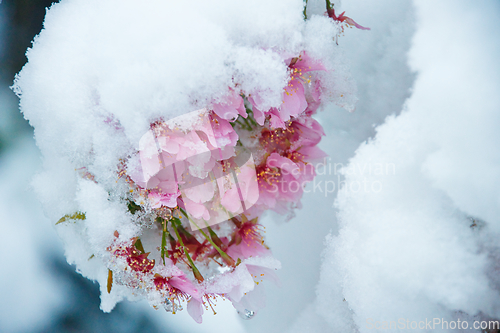 Image of Japanese Cherry In Snow