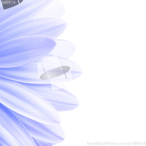 Image of lavender petals highkey isolated