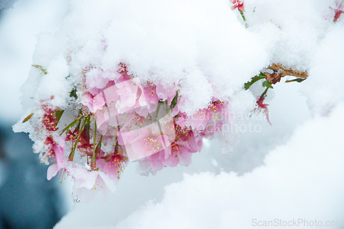 Image of Japanese Cherry In Snow