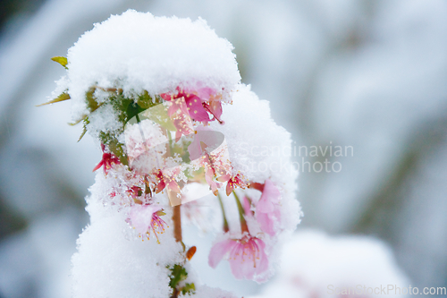 Image of Japanese Cherry In Snow