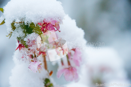 Image of Japanese Cherry In Snow