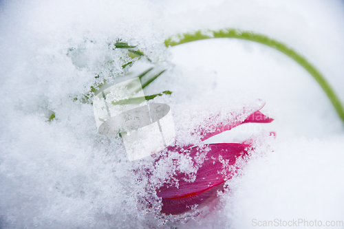 Image of Pasque Flower In Snow