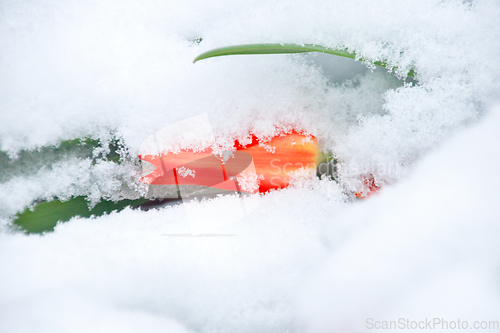 Image of Tulip In Snow