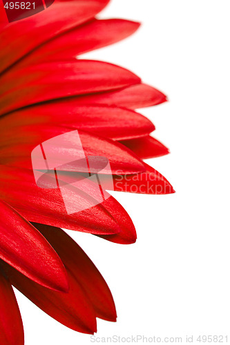 Image of red daisy petals isolated on white